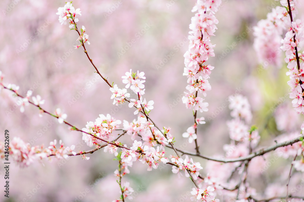 Beautiful spring cherry blossom with fading in to pastel pink and white background. Shallow depth of field and selective focus. Beautiful spring cherry blossom with fading in to pastel pink and white background. Shallow depth of field and selective focus.
