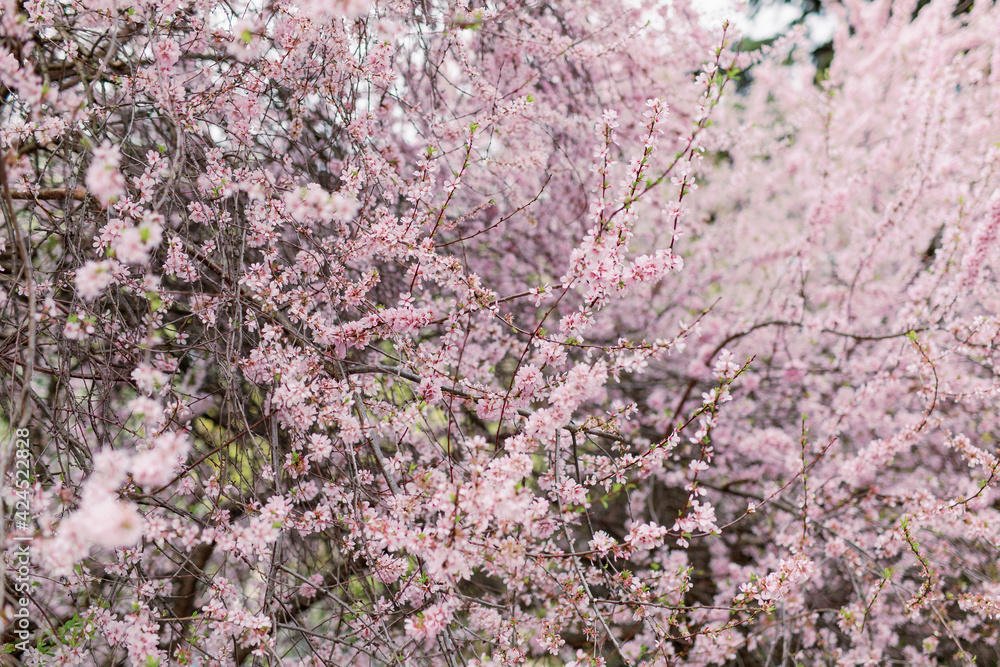 blooming pink sakura flowers on a tree branch. the concept of spring and the beginning of flowering. Selected focus and blurred background.