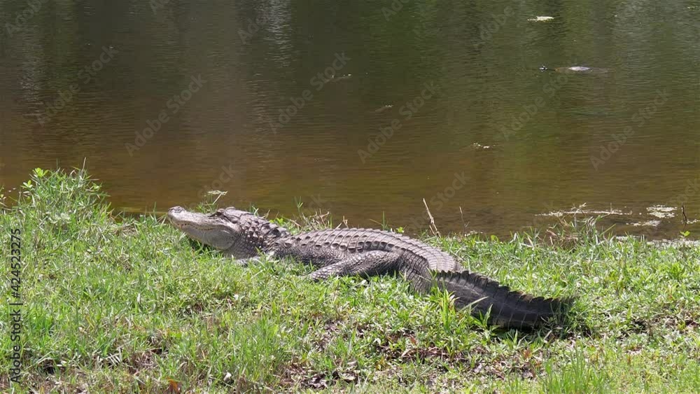 Large Florida alligator rests near pond as turtle swims nearby Large Florida alligator rests near pond as turtle swims nearby