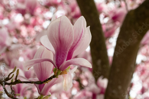 Close up of magnolia flowers with white and pink petals. Photographed with a macro lens. Magnolia trees flower for about three days a year in springtime. © Lois GoBe