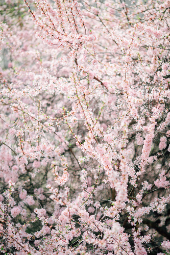 blooming pink sakura flowers on a tree branch. the concept of spring and the beginning of flowering. Selected focus and blurred background.