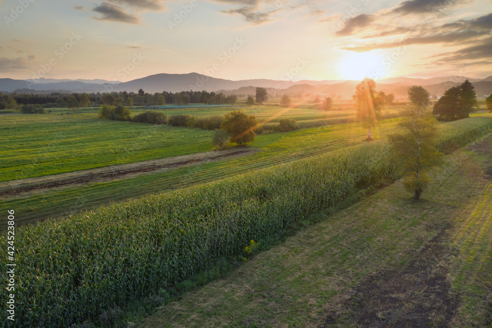 Obraz premium Green corn field at sunset from aerial view.