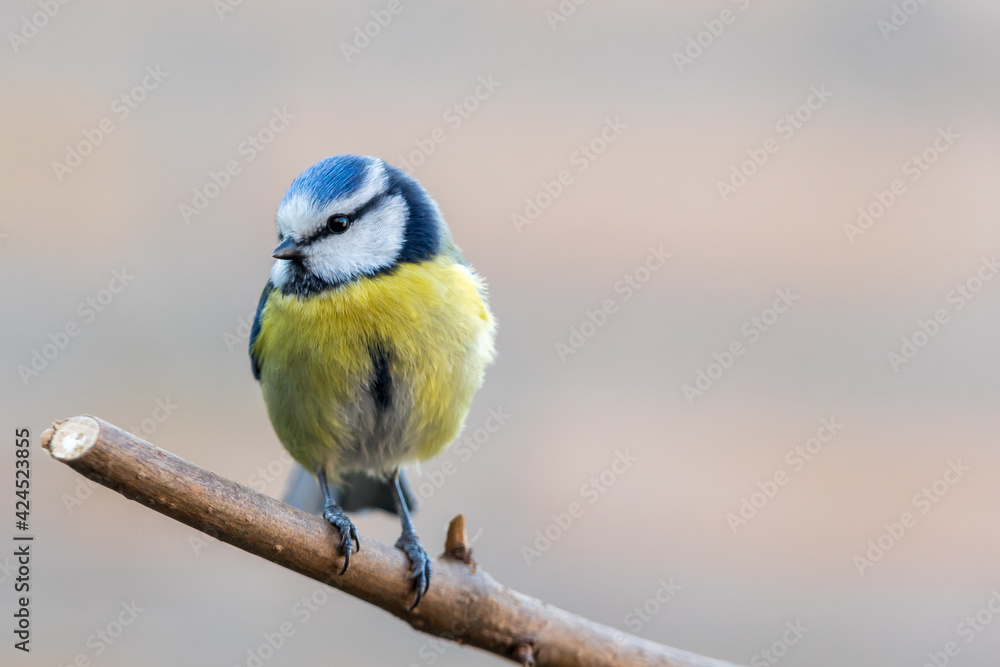 Fototapeta premium Blue Tit looking to the right.