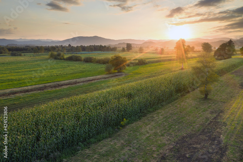 Green corn field at sunset from aerial view.