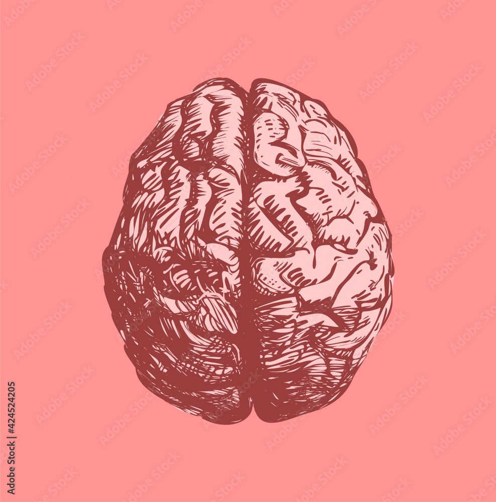 Human brain illustration, top view isolated on pink background Human brain illustration, top view isolated on pink background