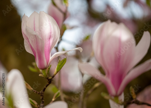 Close up of magnolia flower with white and pink petals. Magnolia trees flower for about three days a year in springtime.