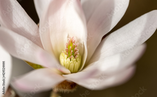 Close up of magnolia flowers with white and pink petals. Photographed with a macro lens. Magnolia trees flower for about three days a year in springtime.