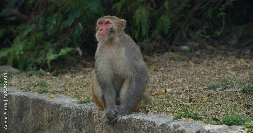 Wild monkey sit on ground Wild monkey sit on ground