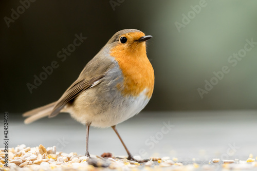 Robin looking out at the feeding ground.