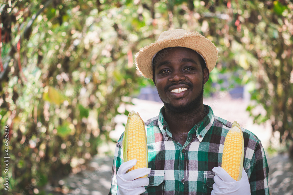 Fototapeta premium African farmer holding fresh corn organic produce from farm.Agriculture or cultivation concept