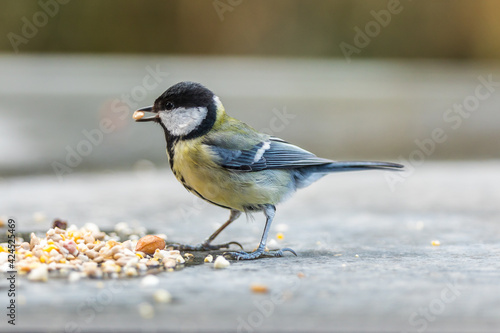 Great tit eating food in the winter. photo
