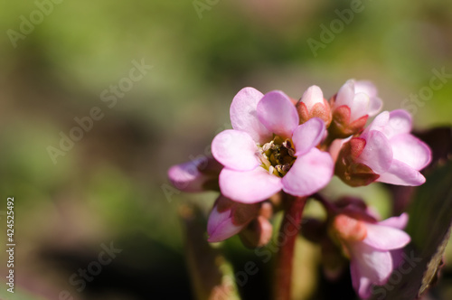 Pink flower in the rays of sunlight close-up. Beautiful summer natural background