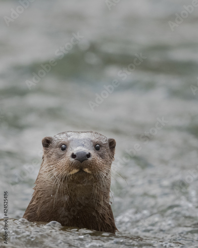 Eurasian Otter (Lutra lutra) swiming into the water. The Carpathian Mountains. Poland