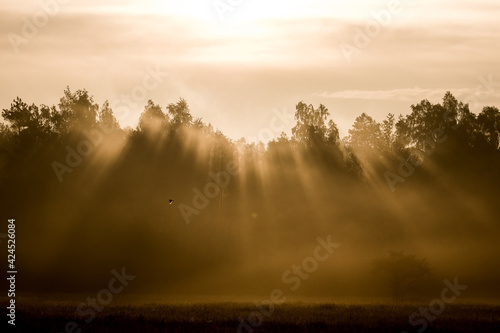 Promienie słoneczne przebijają się przez korony drzew, piękny widok nad lasem © PeterG