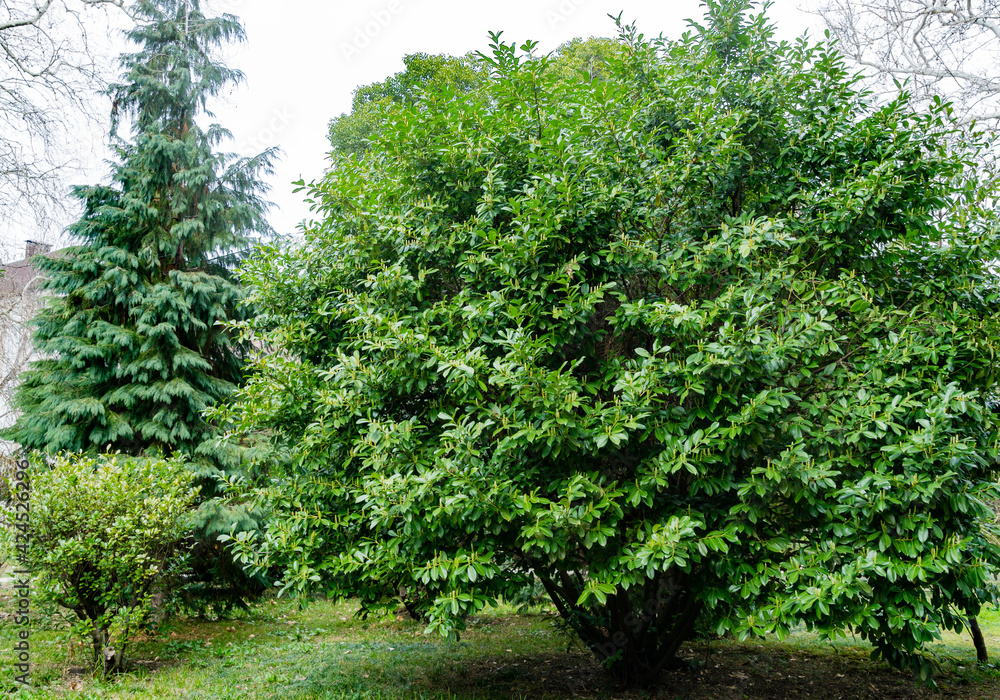 Obraz premium Beginning of cherry laurel (Prunus laurocerasus) flowering. Big lush tree with evergreen leaves in Arboretum Park Southern Cultures in Sirius (Adler).
