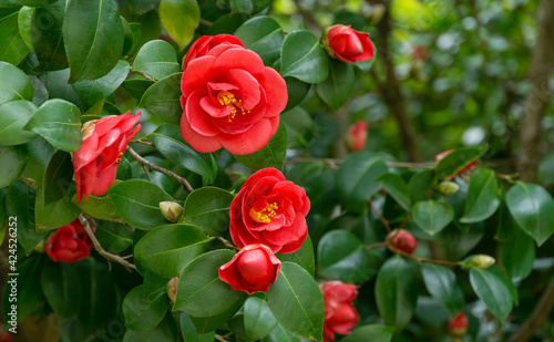 Fotografia Japanese Camellia (Camellia japonica) in sunny spring day in Arboretum Park Southern Cultures in Sirius (Adler)