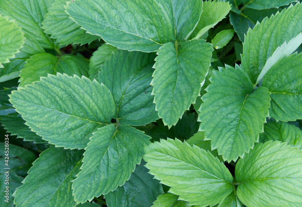 Top view of young strawberry plants in the garden. Top view of young strawberry plants in the garden.