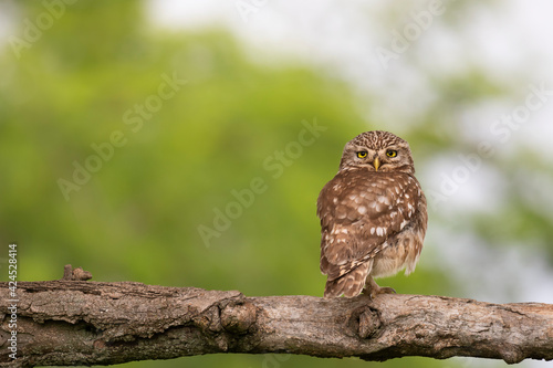 Little owl sitting alone on a tree branch. Waiting for food.