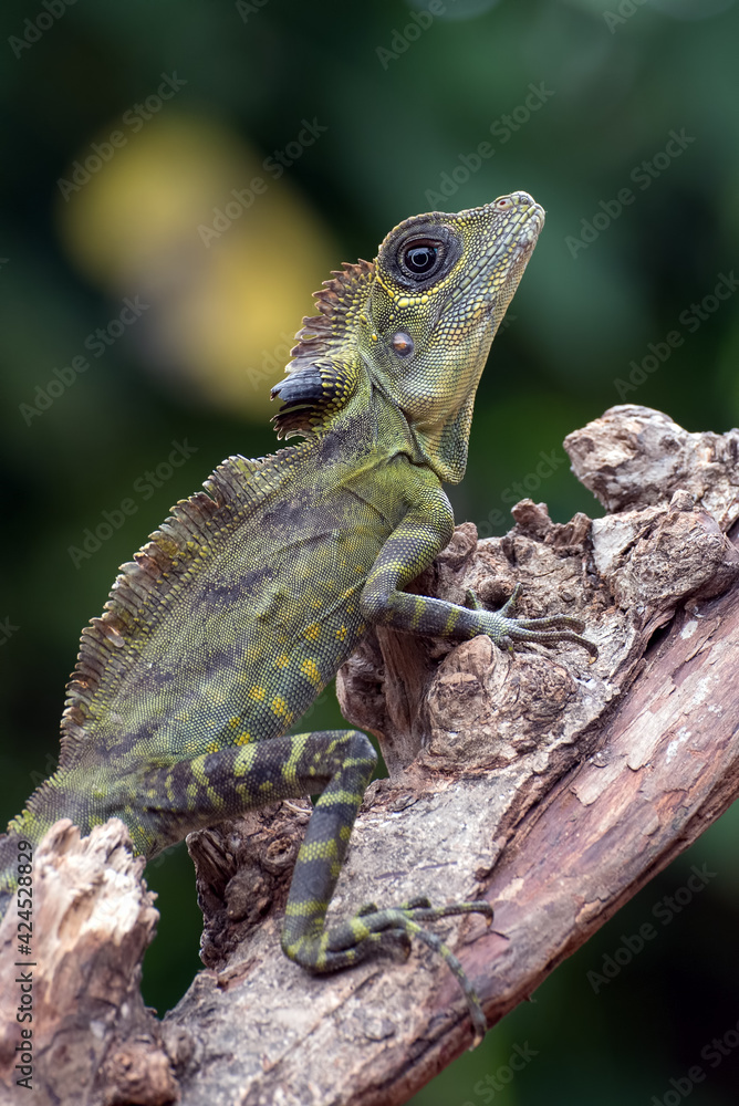 Fototapeta premium Angle head lizard ( Gonocephalus bornensis ) on a tree trunk