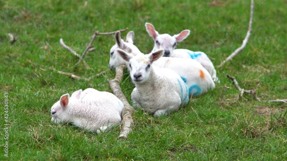 Lockdown shot of lambs sleeping on fallen branches Lockdown shot of lambs sleeping on fallen branches