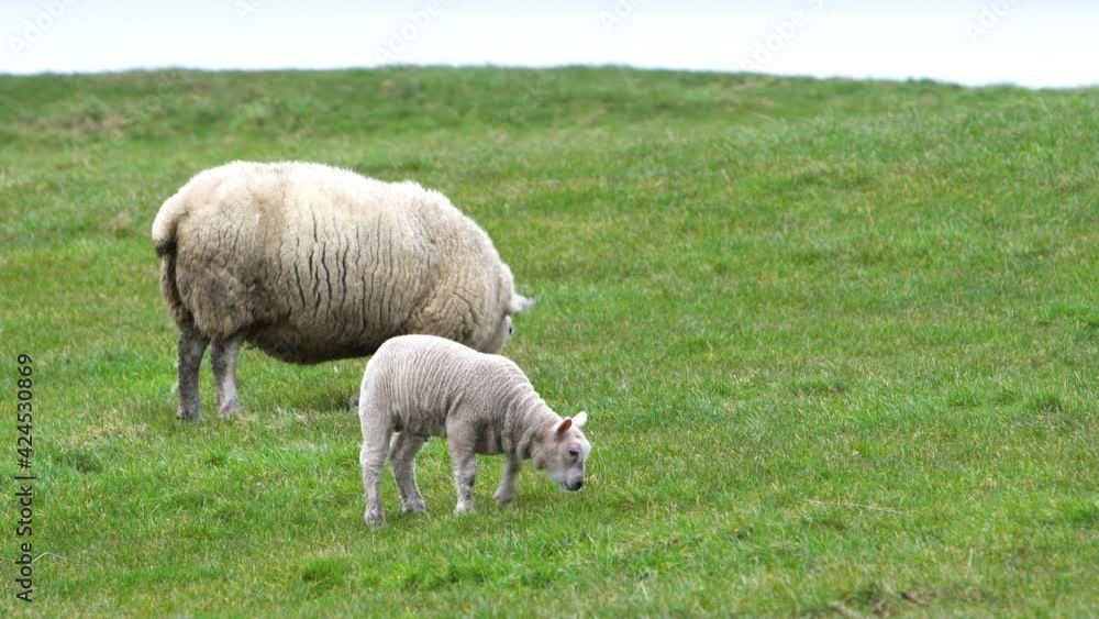 Adorable lamb and sheep grazing in green meadow. Static shot Adorable lamb and sheep grazing in green meadow. Static shot
