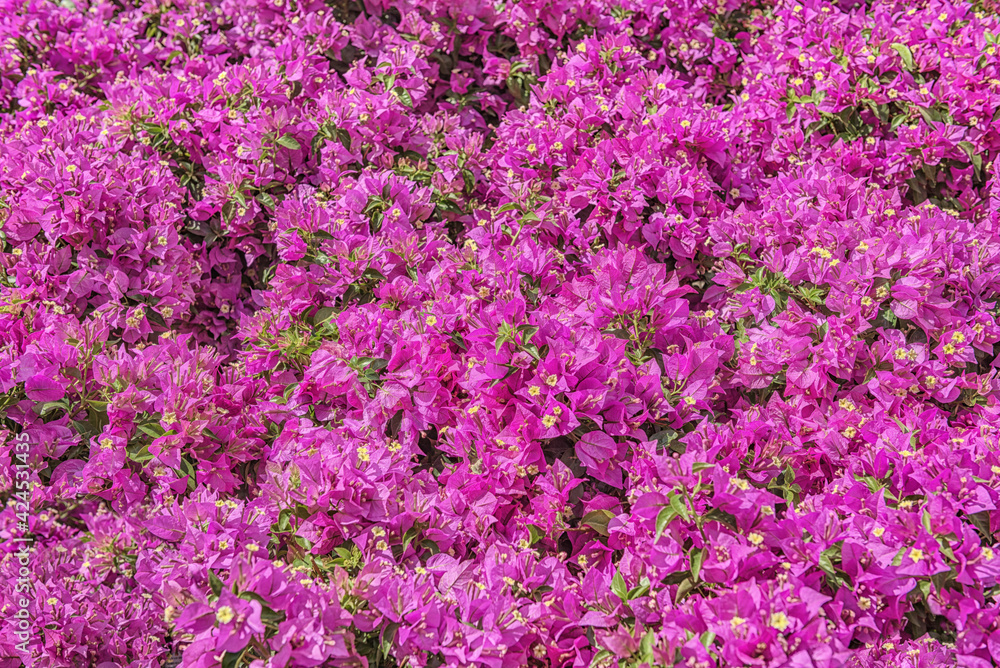 Bougainvillea, a genus of thorny ornamental vines, bushes, and trees belonging to the four o' clock family, Nyctaginaceae. Popular ornamental plant Bougainvillea, a genus of thorny ornamental vines, bushes, and trees belonging to the four o' clock family, Nyctaginaceae. Popular ornamental plant