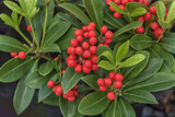Skimmia japonica mature fruits, the Japanese skimmia, a species of flowering plant in the family Rutaceae. Flowers for parks, gardens
