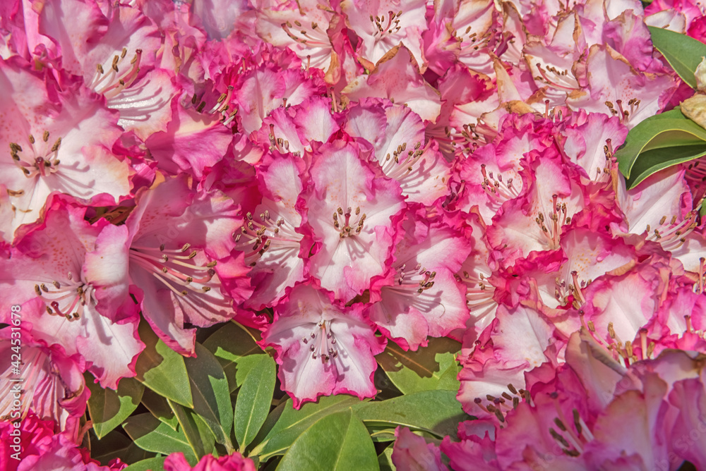 Rhododendron Blewbury. Blooming plant with blush white reddish-purple spotting flowers