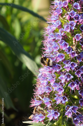 VARIETY OF FLOWERS, PLANTS AND TREES IN THE BOTANICAL GARDEN OF BARAKALDO