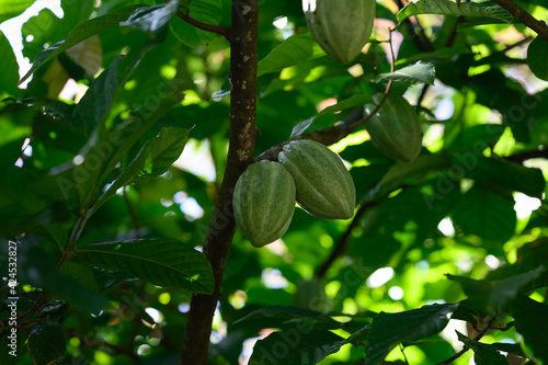 cocoa fruit picture