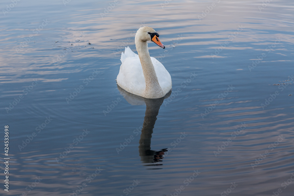 Obraz premium Schwan 