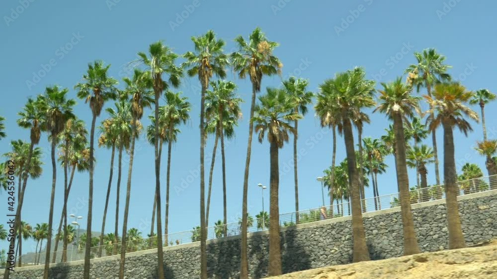 Driving under palm trees in 4K slow motion 60fps Driving under palm trees in 4K slow motion 60fps