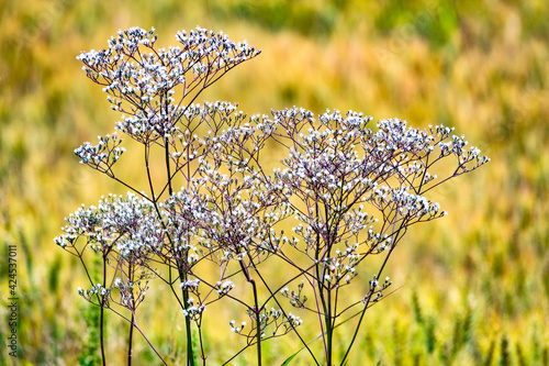 Fiori nei campi