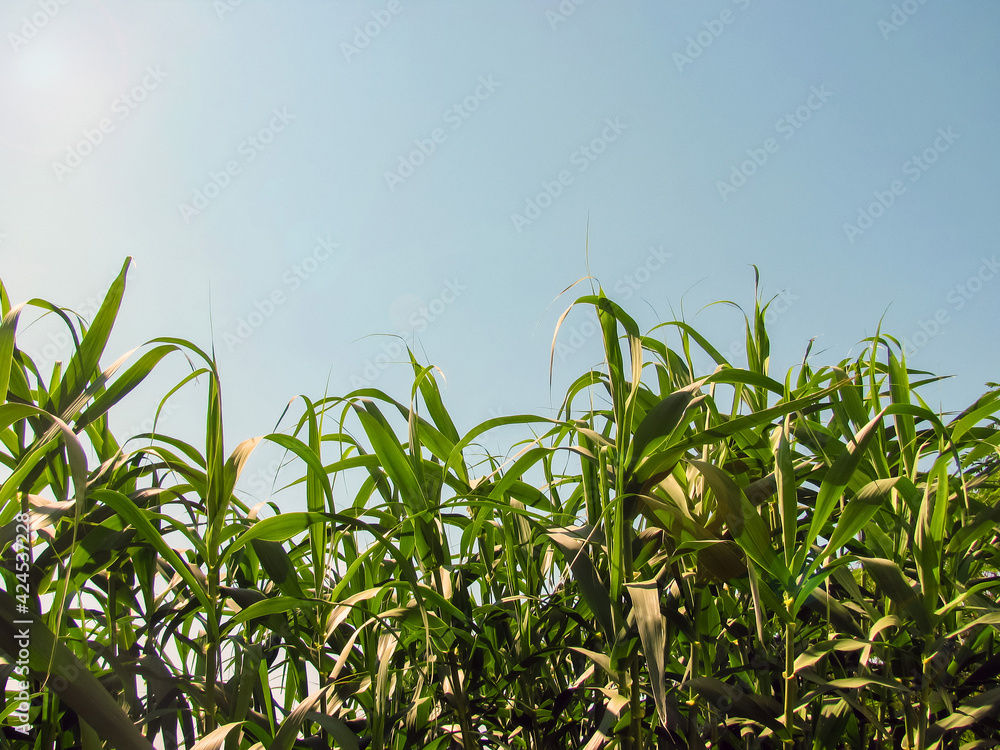 Dense thickets of reeds against clear blue summer sky. Backlight on the left. Copy space. Selective focus. Dense thickets of reeds against clear blue summer sky. Backlight on the left. Copy space. Selective focus.
