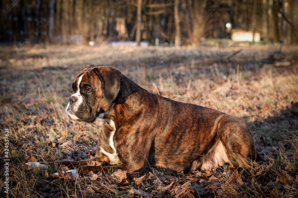 Beautiful purebred brindle boxer dog female is lying outdoor, nice head, undocked, super portrait
Beautiful purebred brindle boxer dog female is lying outdoor, nice head, undocked, super portrait
