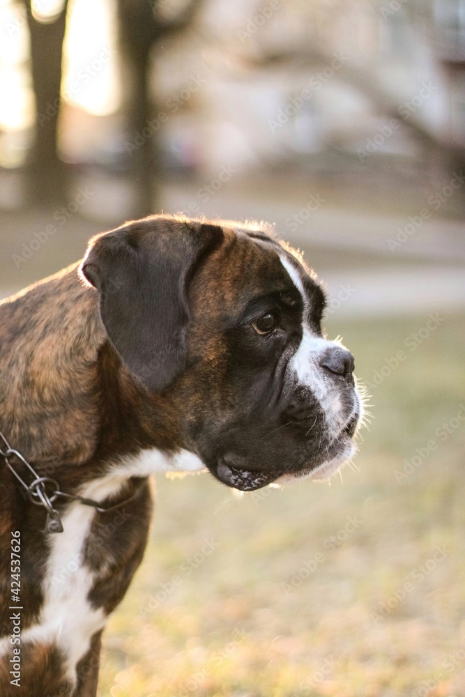Beautiful purebred brindle boxer dog female is sitting outdoor, nice head, undocked, super portrait	
