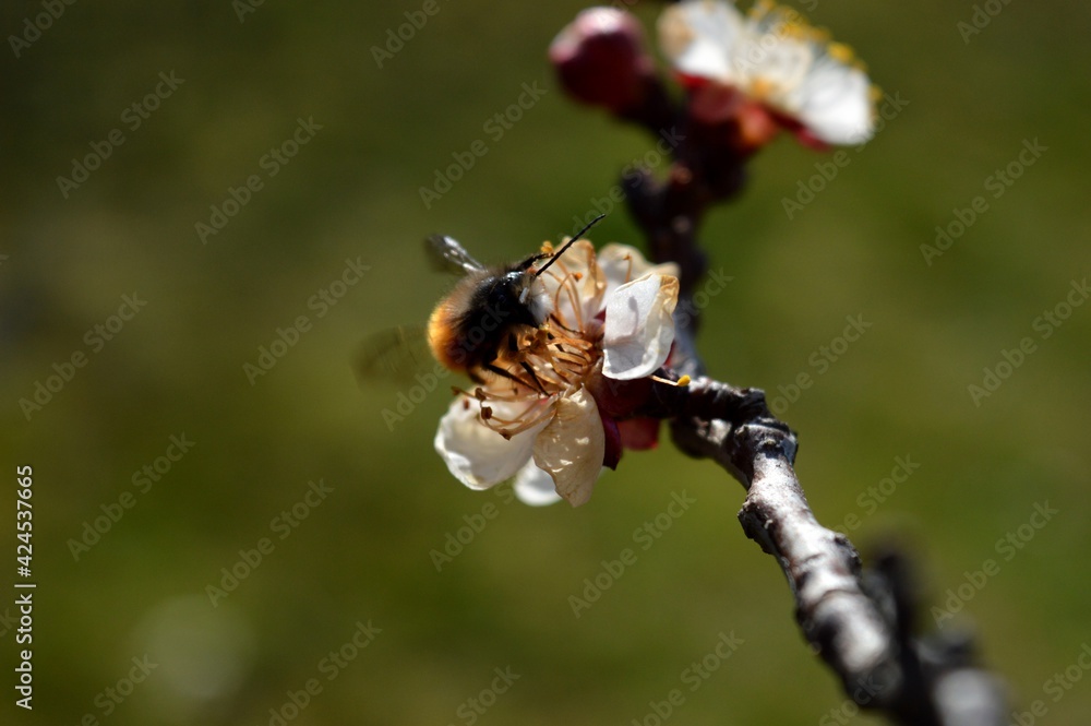 a small beetle on a cherry blossom in the spring a small beetle on a cherry blossom in the spring