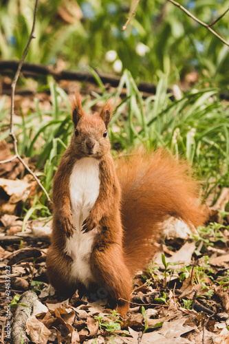 Eichhörnchen auf Futtersuche im Frühling © Marco