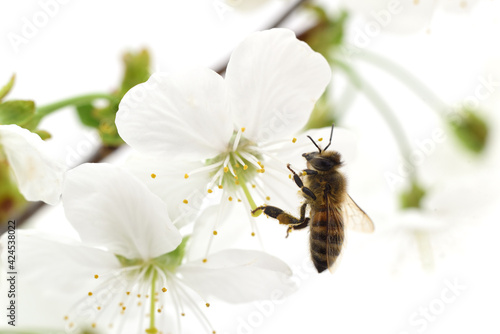 Honeybee and white flowers