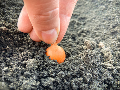 Spring vegetable garden. Farmer's hand plants a young onion