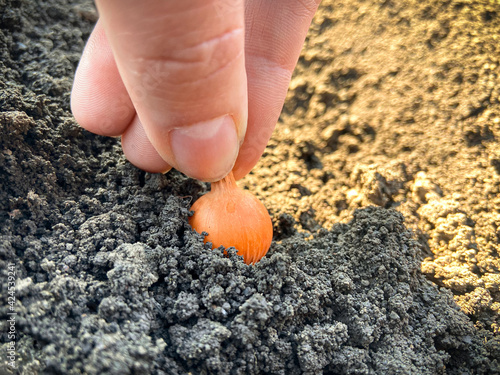 Spring vegetable garden. Farmer's hand plants a young onion