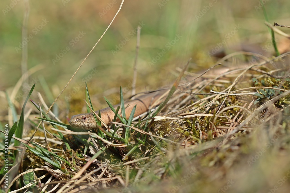 Blindschleiche (Anguis fragilis) am Dörnberg. Blindschleiche (Anguis fragilis) am Dörnberg.