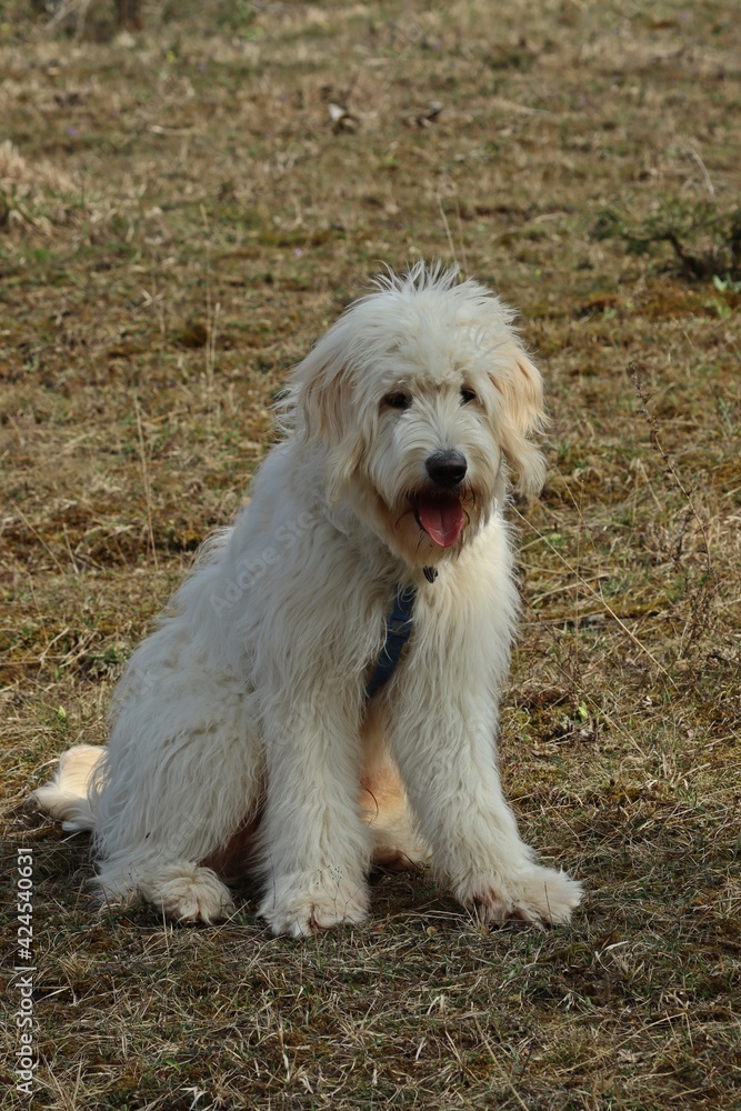 Sieben Monate alter Goldendoodle auf Kalkmagerrasen im Frühling Sieben Monate alter Goldendoodle auf Kalkmagerrasen im Frühling