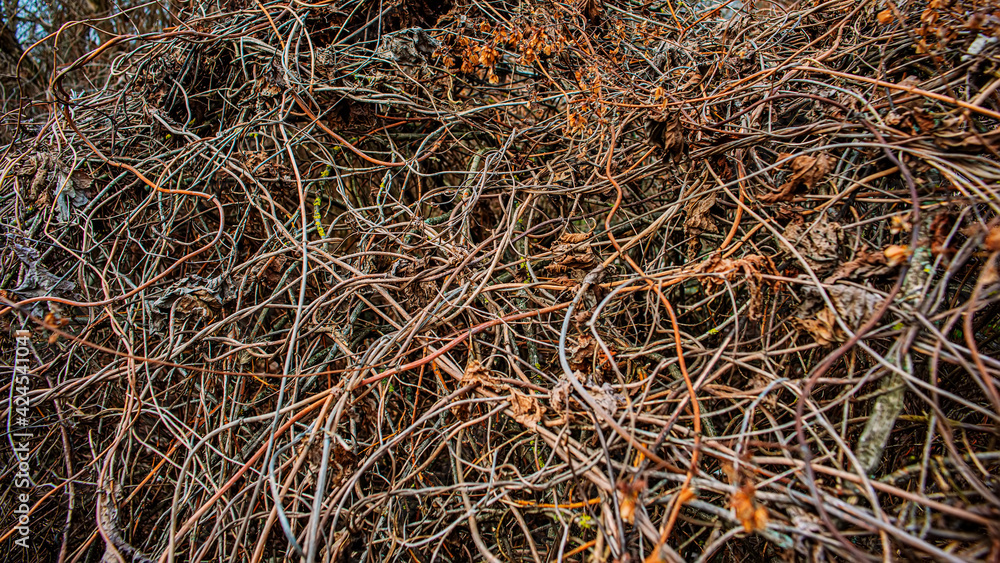 surface of the woven branches of dry plants in a mixed forest. surface of the woven branches of dry plants in a mixed forest.