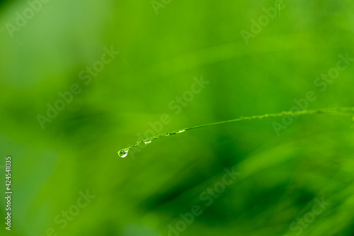 water drops on a grass