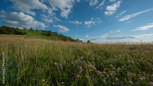 Different herbs in the meadow in the evening on the hillside, landscape with countryside.