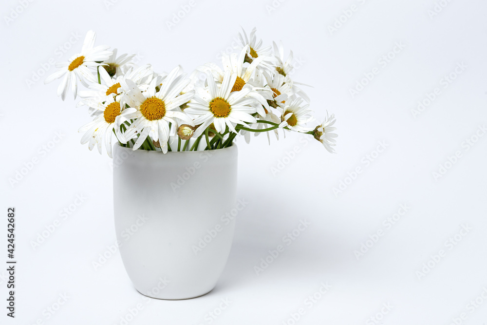 Fresh daisy flowers on colorful backgrounds