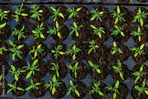 seedlings in cassettes and boxes, taken in a greenhouse at the end of March