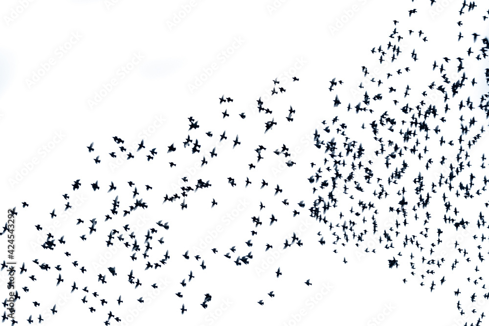 Large flock of starlings on a white background, separated on white