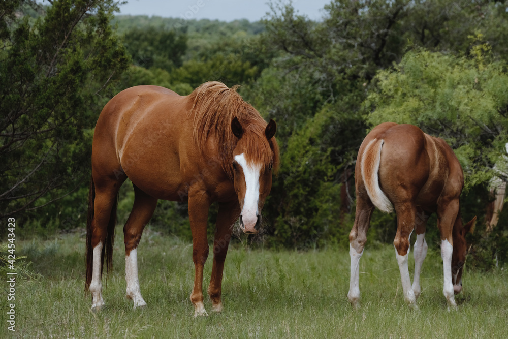 Horses grazing in rural Texas field during summer. Horses grazing in rural Texas field during summer.